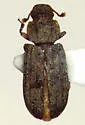 Bitoma pinicola
