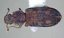 Bitoma pinicola - photo 2