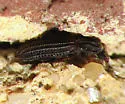 Bitoma quadricollis - photo 2