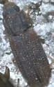 Bitoma quadricollis - photo 3