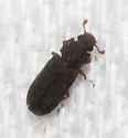 Bitoma quadricollis - photo 5