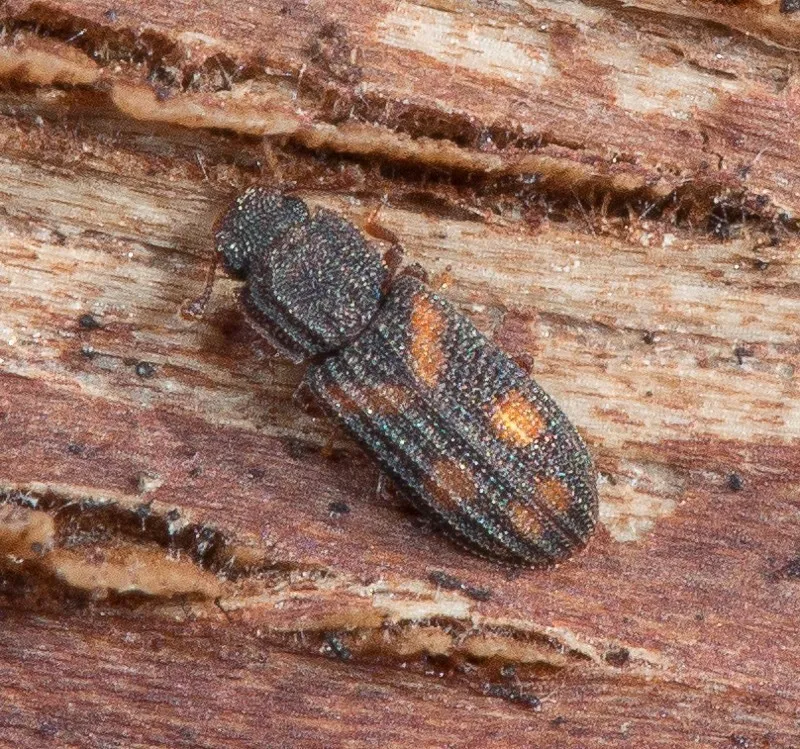 Bitoma quadriguttata