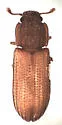 Bitoma sulcata