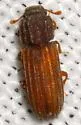 Bitoma sulcata - photo 2
