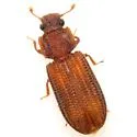 Bitoma sulcata - photo 3