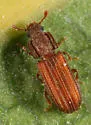 Bitoma sulcata - photo 4