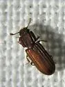 Bitoma sulcata - photo 5