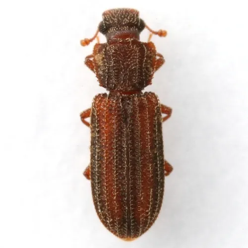 Bitoma vittata