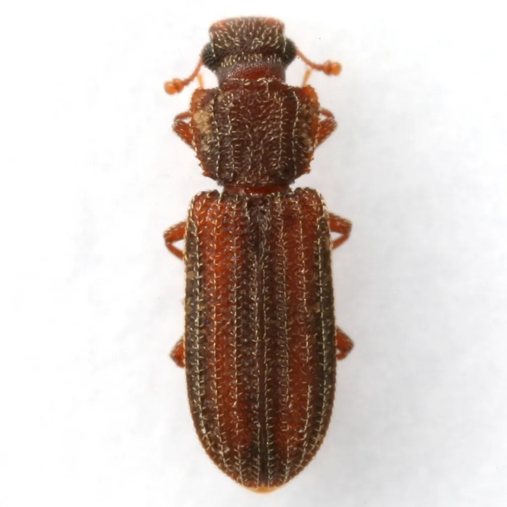Bitoma vittata - photo 2