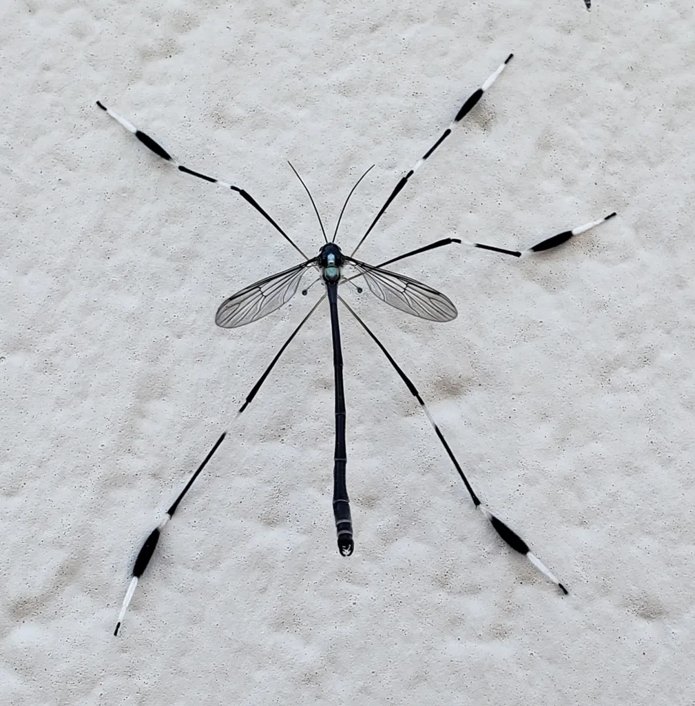 Western Phantom Crane Fly