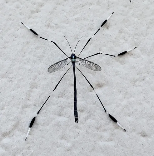 Western Phantom Crane Fly - photo 2