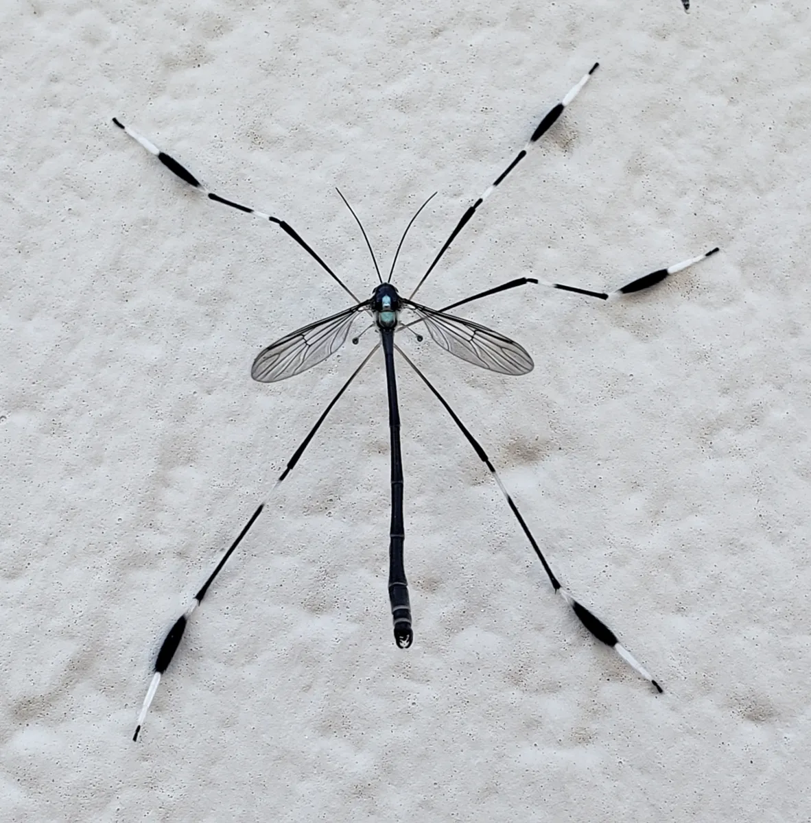 Western Phantom Crane Fly - photo 3