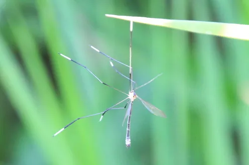 Bittacomorphella fenderiana