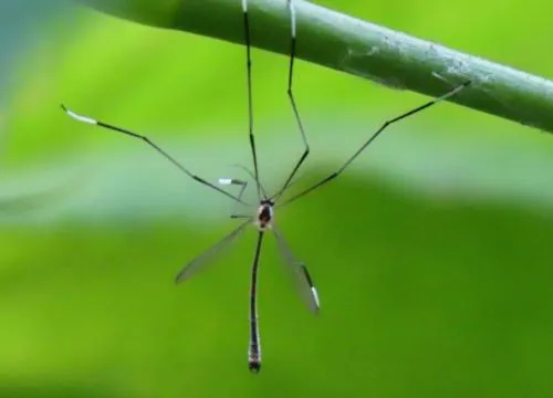 Bittacomorphella furcata