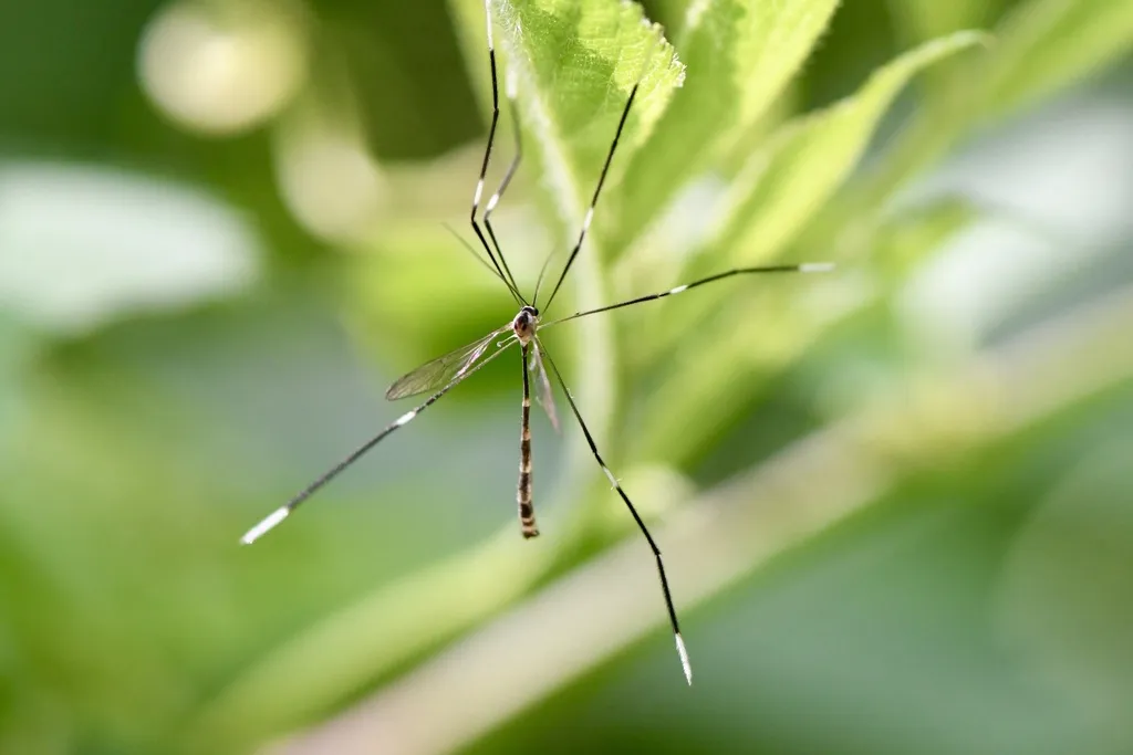 Pygmy Phantom Crane Fly