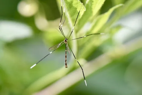 Pygmy Phantom Crane Fly - photo 2