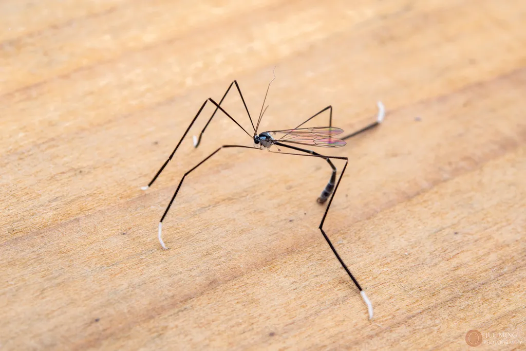 Bittacomorphella lini - photo 2