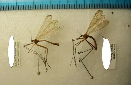 Bittacus chevalieri