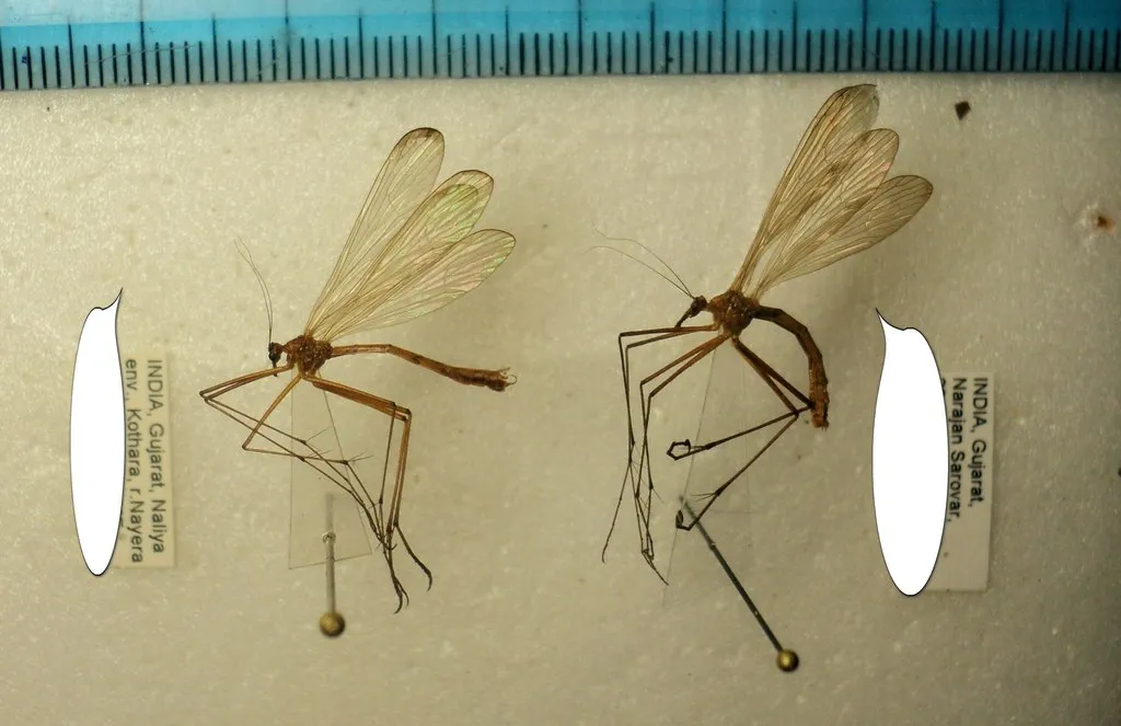 Bittacus chevalieri - photo 2