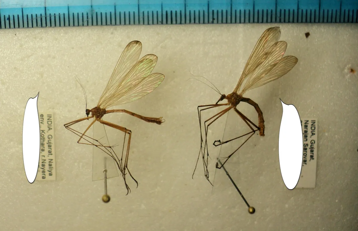 Bittacus chevalieri - photo 3