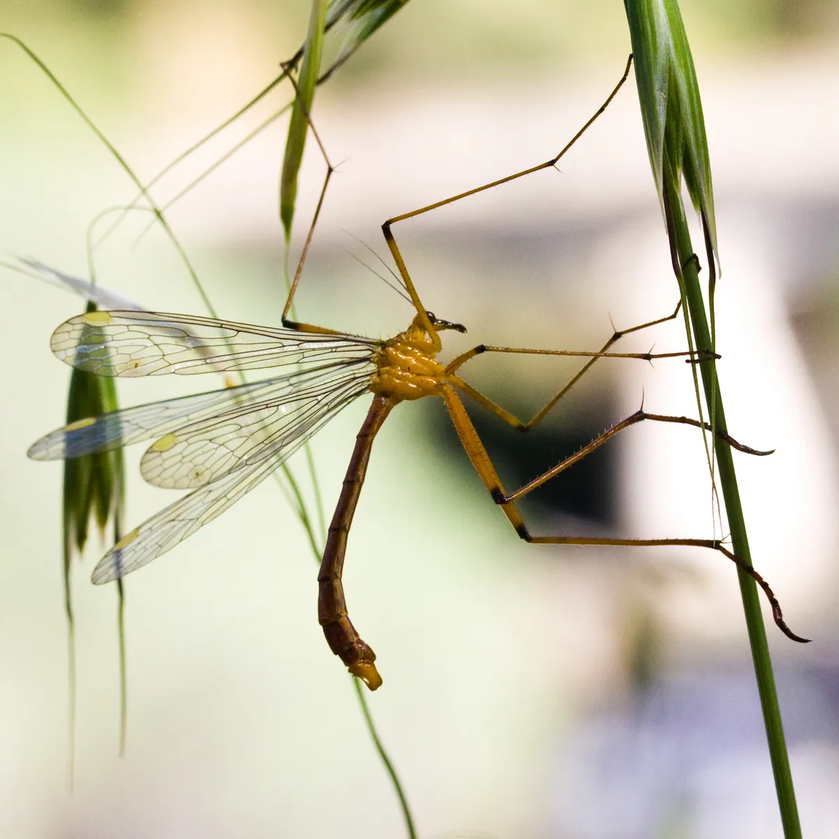 Bittacus chlorostigma - photo 2