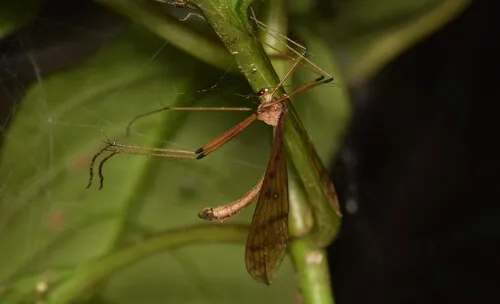 Bittacus disternum