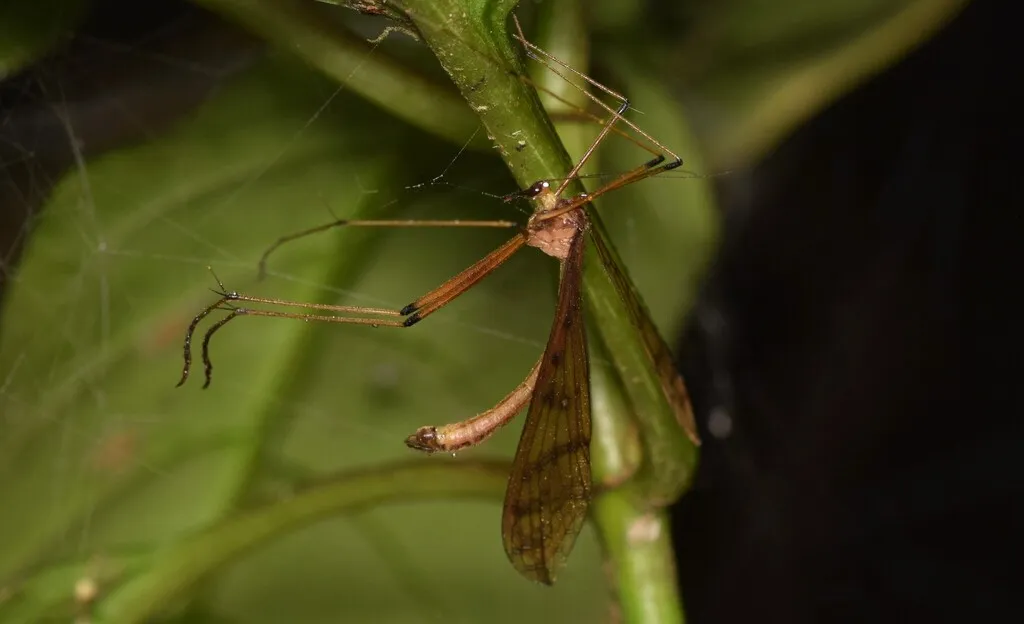 Bittacus disternum - photo 2