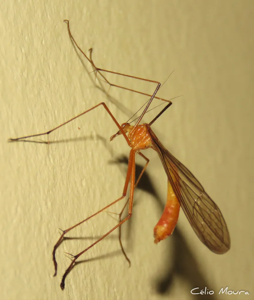Bittacus femoralis