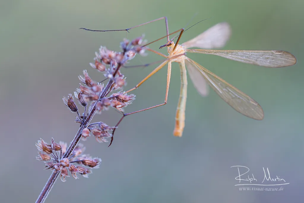 Bittacus italicus - photo 2