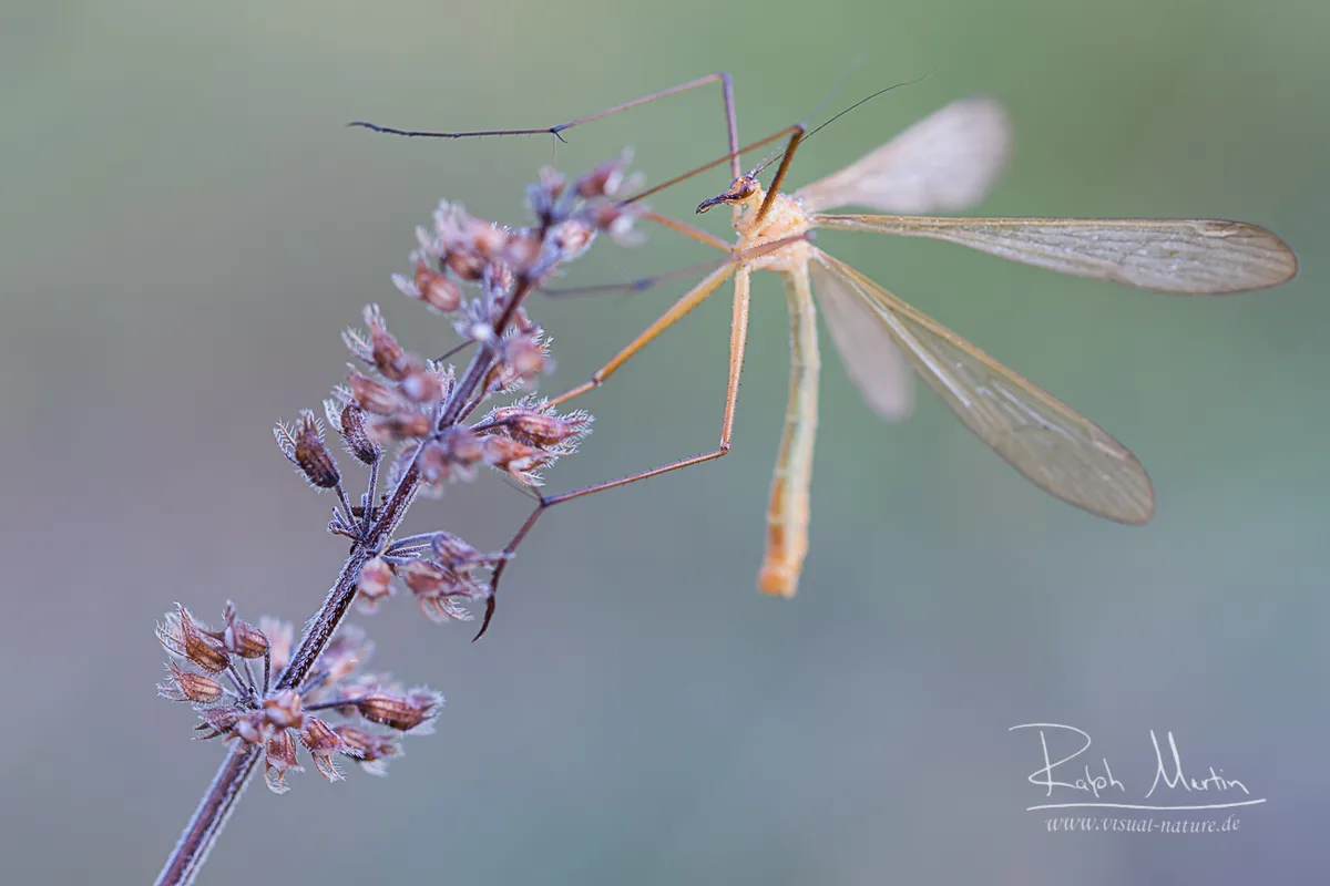 Bittacus italicus - photo 3