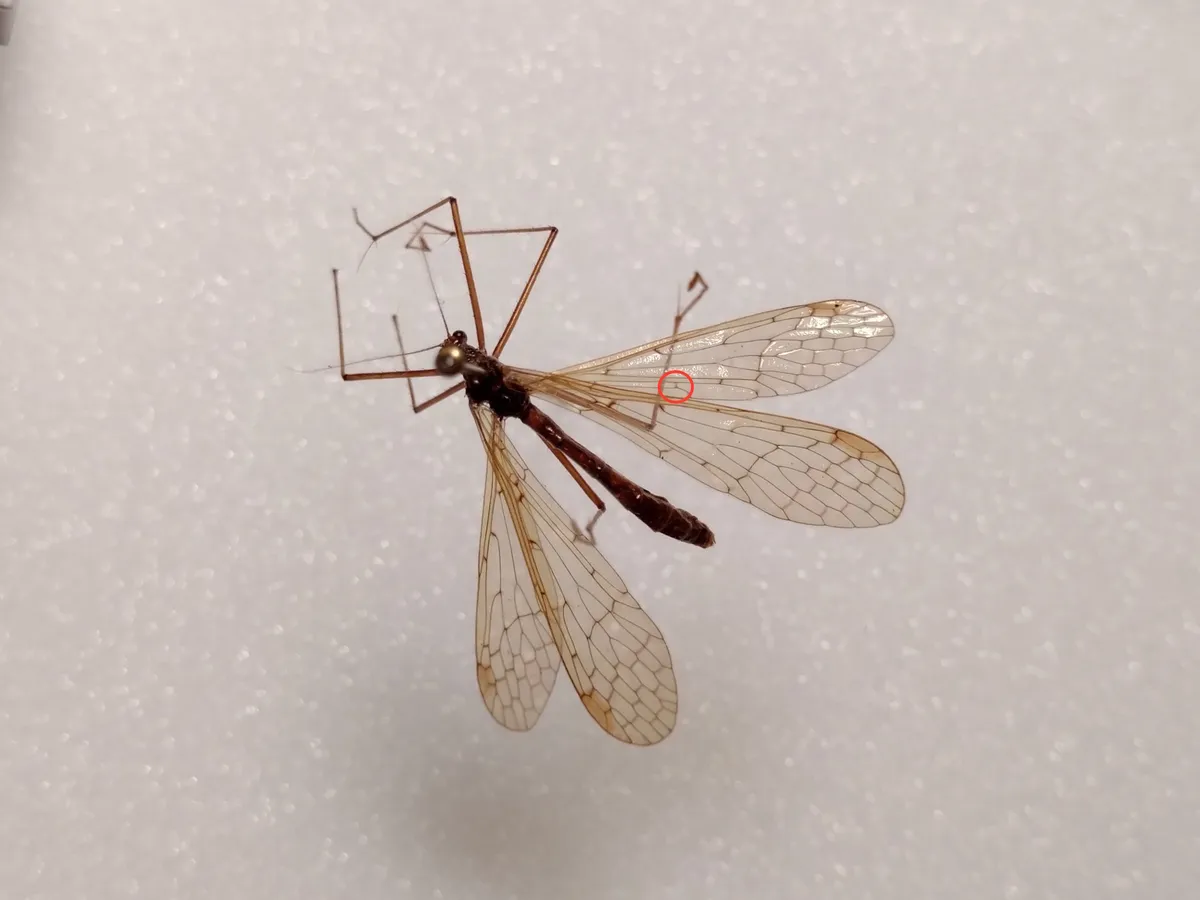 Bittacus pilicornis