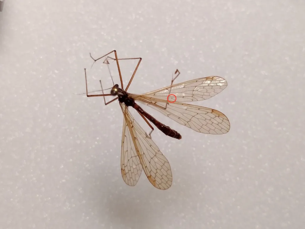 Bittacus pilicornis - photo 2