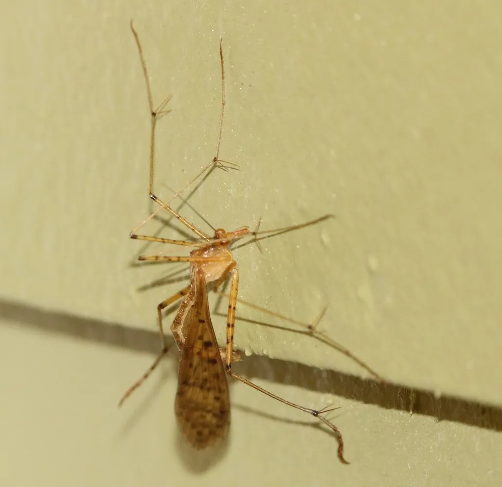 Bittacus punctiger