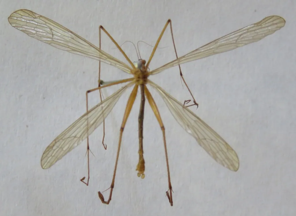 Bittacus spatulatus - photo 2