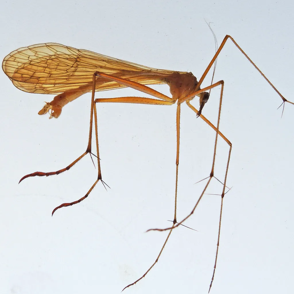 Bittacus stigmaterus