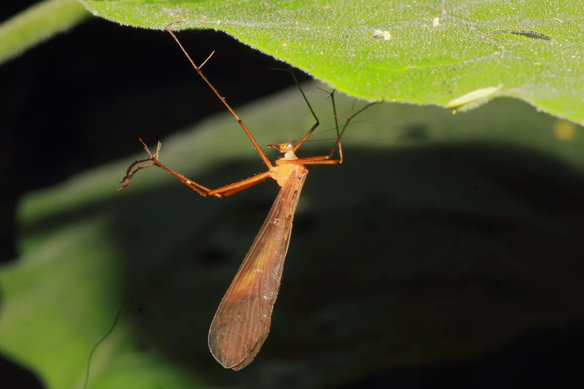 Bittacus texanus - photo 3