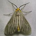 Biturix venosata - Hodges#8256.3 - Biturix venosata