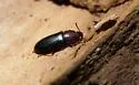 Bius estriatus - Bius estriatus