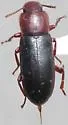 Bius estriatus - photo 3
