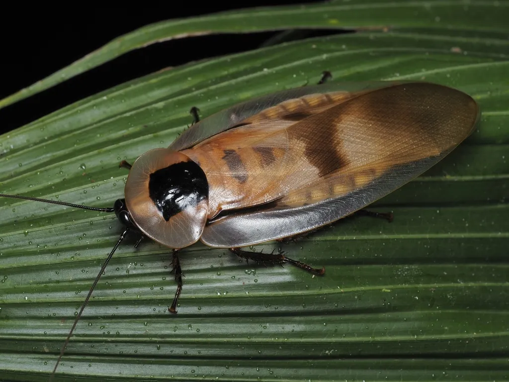 Ovoviviparous Cockroaches - photo 2