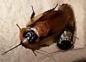 Blaberus atropos