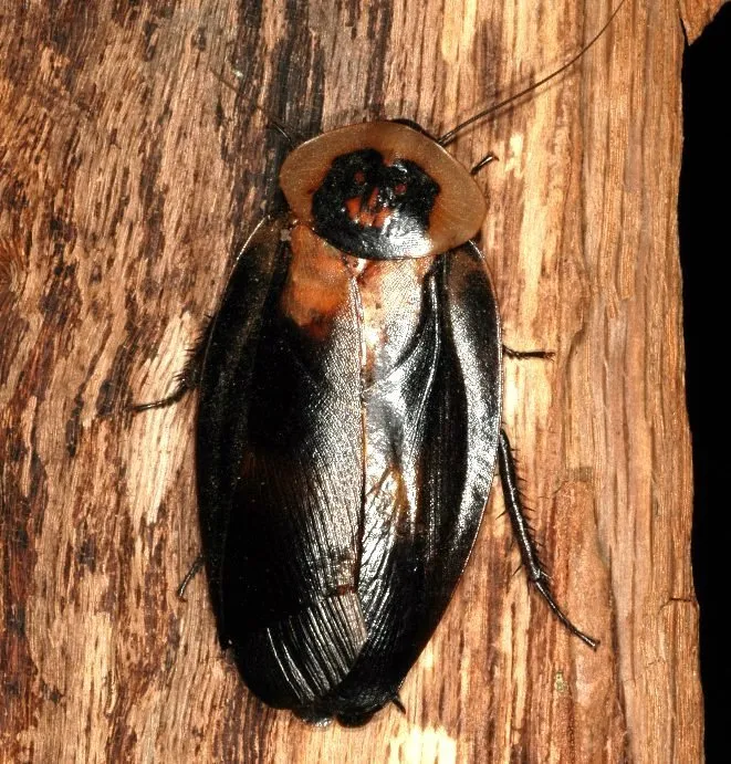 Death's Head Cockroach