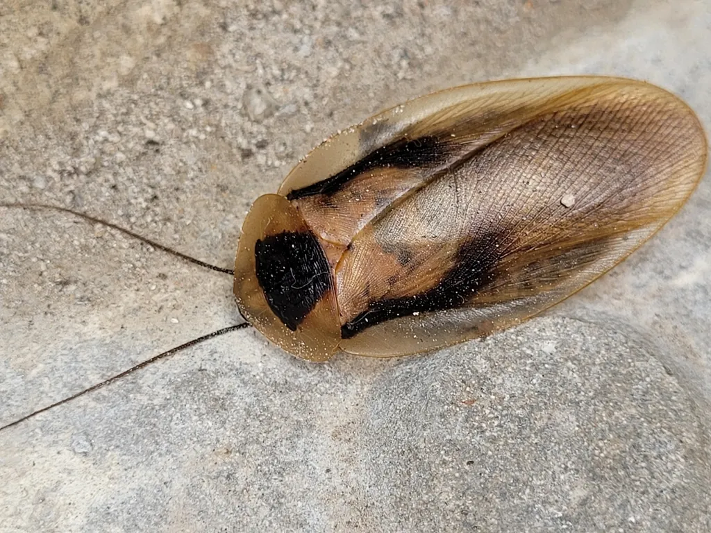 Blaberus discoidalis