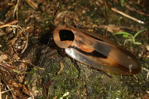 Giant Cave Cockroach