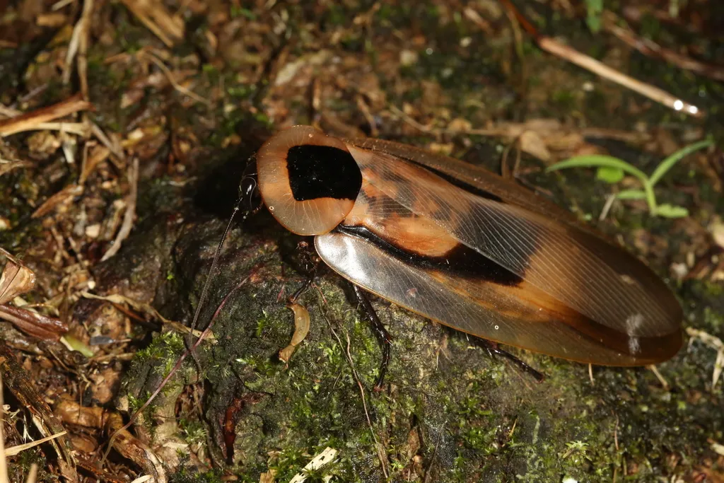 Giant Cave Cockroach - photo 2