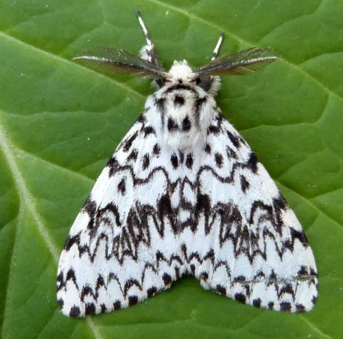 Black Arches - Lymantria monacha