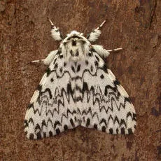 Black Arches - photo 2