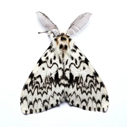 Black Arches - photo 3