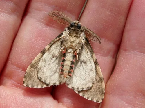 Black Arches - photo 4