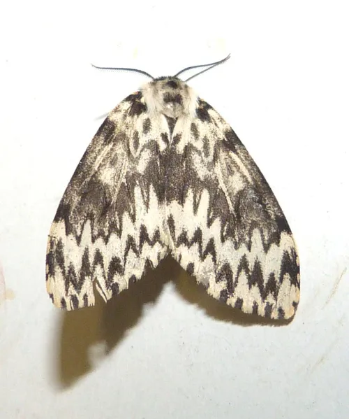 Black Arches - photo 5
